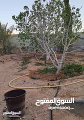  26 منزل مستقل للبيع مساحة 442 مكون من طابقين  الطابق الاول مستقل وشقتين الطابق الثاني كل شقه مستقله