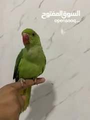  11 ببغاء الدره