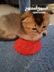  5 pure bred Scottish fold kittens 4 available for sale