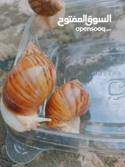  4 الحلزون الافريقى العملاق فى مصر  Giant Afrikan snails in Egypt