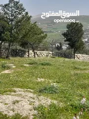  2 بيرين صروت 3400م تصلح لمزرعه مشكيه من جهتين عاليه كاشفه اجمل مواقع حوض مرج الاصفر شارع معبد خدمات