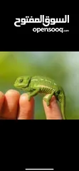  1 سلاحف بيبي وجمع الاحجام. تربيه مزرعه صحه   ونظافه top.  يوجد سلاحف ازواج. موسم تكاثرهم.