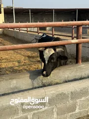  13 أبقار بأسعار مناسبة ومختلفه لكل وحده بولاية صحم