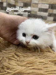  8 قطط للبيـ.ـع النوع شانشيلا عمرهم شهرين 2 بيض   2 اسود وابيض البيض سعرهم 30 اسود وابيض سعرهم 20