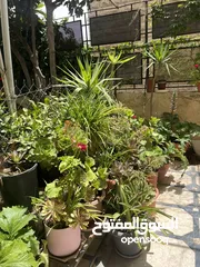  14 زريعة للبيع عدد 250 قوار مشكلات