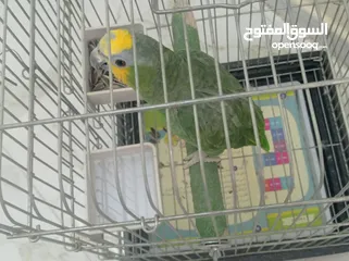  8 ببغاء امزوني اليف  هادي جدا للبيع قابل البدل على طيور