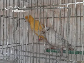  1 3جواز كنارات للبيع جواهز