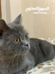  6 سكوتش للبيع انثى حامل من سكوتش كمان لببيع
