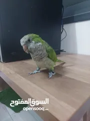  7 ببغاء كويكر