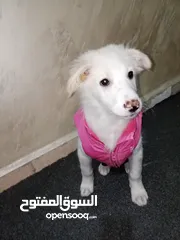  3 ذكر وانثى للتبني بشرط مخافة الله فيهم كثير نظاف واليفات ومتعودين على كلشي