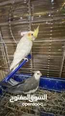  3 ببغائين الاسود ذكر و الابيض انثى نوعيتهم كوكتيل معهم قفص و عدت الطعام و الشراب السكنيه الخامسه