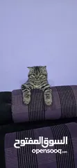  2 ذكر سكوتش جولدن بمستوى عالي