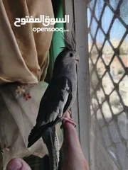  1 مخلف كوكتيل أليف جدا