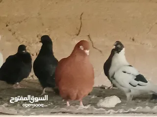  10 انواع حمام مشكلة للبيع