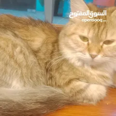  4 Persian cat
