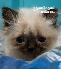  4 هيملايا شوكلت 65  يوم