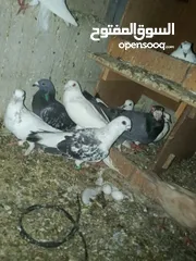  1 طيور حمام للبيع