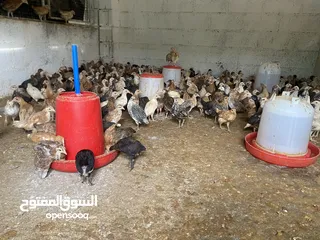  3 للبيع دجاج محلي عماني