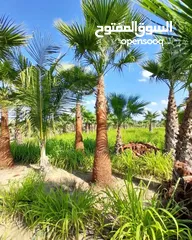  6 washingtonia palms , Date palms of all sizes available with delivery and planting in uae