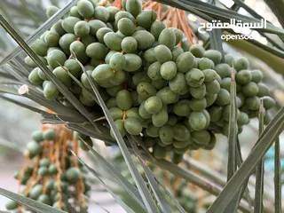  20 مزرعة نخيل مجهول مثمر ومنتج  + شاليه مودرن للبيع بأجمل مناطق الغور بالقرب من سد الكرامة 60 ك من عمان