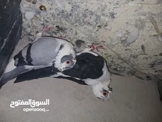  17 4 جواز شغاله  وفحل مكفوله للبيع دون الفراخ 35 دينار كوم