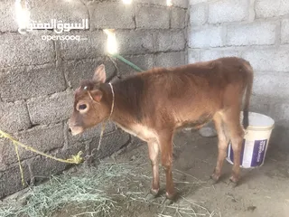  1 ثور محلي عمره 4 شهور