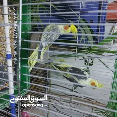  1 كوكتيل للبيع