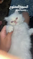 3 شيرازي ثلاث شهور