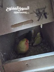  8 جوز روز معاهم فرخ عمر ست اشهر