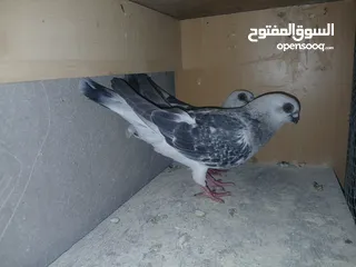  21 جواز شغاله