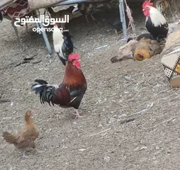  2 دجاج بياض للبيع