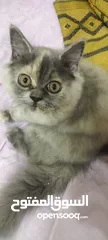  1 persian kitten