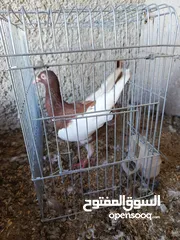  19 حمام للبيع
