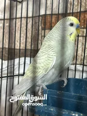 1 عصافير حب للبيع