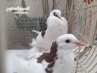  3 زوج حمام نفاخ فحل مسوبع مع نثيه حمامات مال بيت حلوات عنواني بصره دور  الشرطه السعر خاص