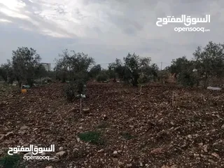  7 قطعة ارض مع بيت للبيع