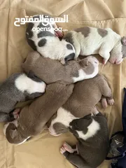  1 American bully puppies