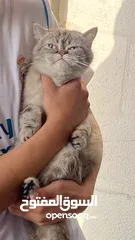  2 قطه شيرازي moon face 3 اشهر