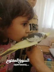  1 طيور كوكتيل