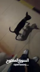  6 هاسكي انثى للبدل او البيع