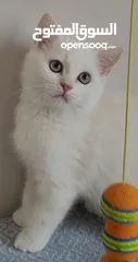  1 ذكر بريتيش عمر 4 شهور ونصف