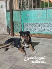  2 كلب روت للبيع او للبدل