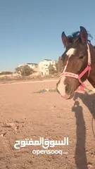  1 مهر عمره 18 شهر نشمي وعصبي ما شاء الله عليه فيه طاقة وحضور لونه مميز وبلفت النظر من أول نظرة