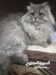  2 قط سكوتش فولد  مكس شانشيلا للبيع