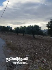 1 من المالك دونم في شفا بدران ابو القرام سكن أ بين الڤلل وقريب من الخدمات