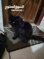 2 قط شيرازي انثى للتبني.
