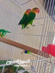  1 فراخ زق يدوي