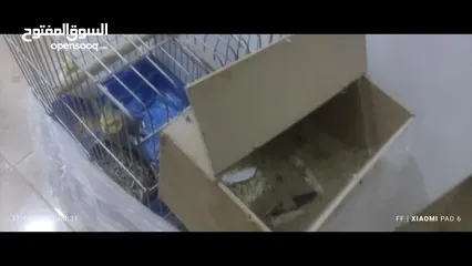  4 تبديل جوز كوكتيل وروز بجوز جوز روز شغالات وعليك التوصيل