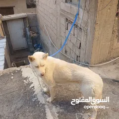 8 اناثي هاسكي