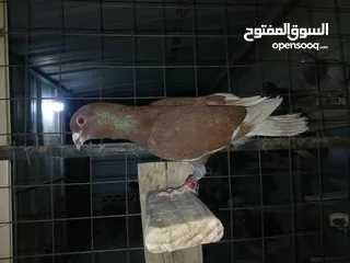  4 كوم كامل للبيع  دينارين ونص الحبه زق وكش الفحول كلها كش